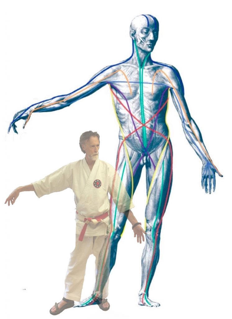 Anatomy Train linking the musculo-skeletal system