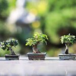 What Is Tribute(s) To The Unknowns© Bonsai Trees