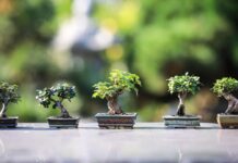 Bonsai Trees