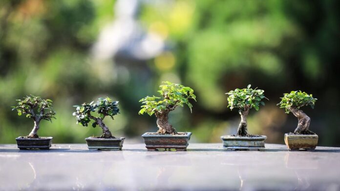 Bonsai Trees